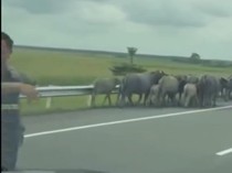 Video: Duh! Kawanan kerbau Berkeliaran di Tol Indralaya-Prabumulih Sumsel
