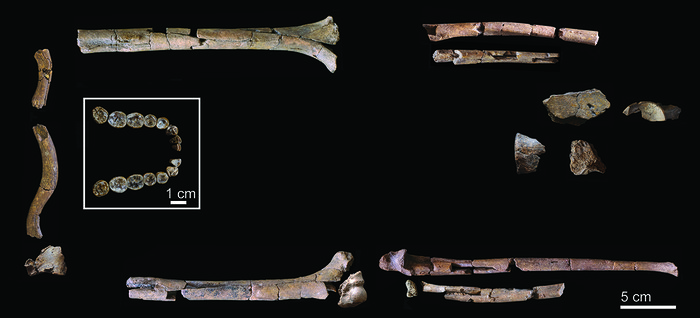 Kerangka Homo habilis.
