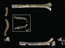 Ilmuwan Temukan Kerangka Homo habilis Paling Lengkap, Berusia 2 Juta Tahun