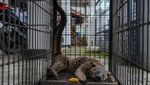Binturong Masuk Permukiman, Satwa Dilindungi Dievakuasi untuk Rehabilitasi