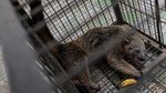 Binturong Masuk Permukiman, Satwa Dilindungi Dievakuasi untuk Rehabilitasi