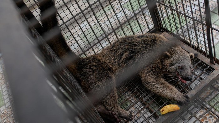 Petugas membawa seekor Binturong (Arctictis Binturong) hasil serahan warga di kantor Balai Besar Konservasi Sumber Daya Alam (BBKSDA) Jawa Barat Seksi Konservasi Wilayah I, Kota Serang, Banten, Selasa (20/1/2026). Satwa dilindungi berjenis kelamin jantan dengan berat sekitar 10-15 kilogram dan panjang total mencapai 190 cm tersebut dievakuasi petugas setelah ditangkap warga saat masuk ke pemukiman dan selanjutnya akan direhabilitasi sebelum dilepasliarkan kembali ke habitatnya. ANTARA FOTO/Muhammad Bagus Khoirunas