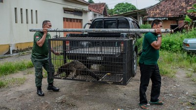 Binturong Masuk Permukiman, Satwa Dilindungi Dievakuasi untuk Rehabilitasi