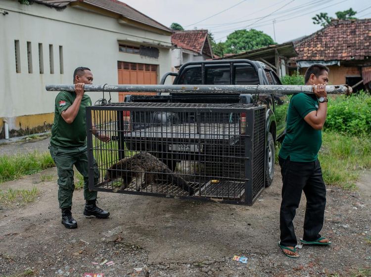 Binturong Masuk Permukiman, Satwa Dilindungi Dievakuasi untuk Rehabilitasi