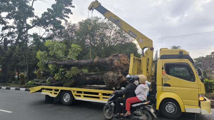 Pemindahan pohon di komplek tenayan oleh petugas DLHK (Raja Adil Siregar/detikSumut)