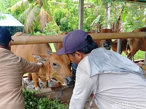 LSD Merebak di Bali Barat, Jembrana Mulai Vaksin-Wabah Meluas ke Buleleng