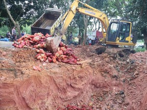 Polres Pelalawan Musnahkan 22 Ton Bawang Ilegal Hasil Penyelundupan