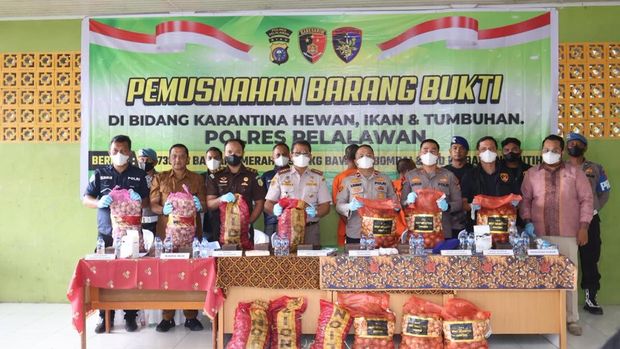 Polres Pelalawan memusnahkan barang bukti 22 ton bawang ilegal hasil penyelundupan.