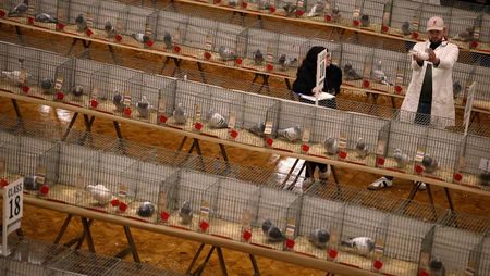 Ribuan Merpati Pos Unjuk Gigi di Ajang Bergengsi Blackpool