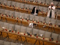 Ribuan Merpati Pos Unjuk Gigi di Ajang Bergengsi Blackpool