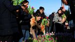 Ribuan Orang Padati Amsterdam untuk Petik 200 Ribu Tulip Gratis