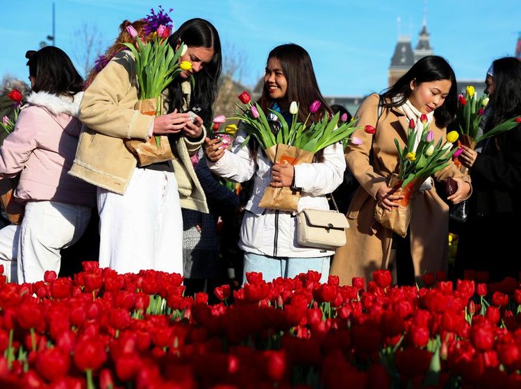 Ribuan Orang Padati Amsterdam untuk Petik 200 Ribu Tulip Gratis