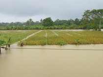 4.794 Hektare Sawah di Pandeglang Terendam Banjir, Petani Gagal Panen