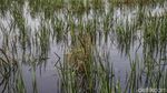 Terjang Banjir, Petani Rorotan Selamatkan Padi dari Sawah Terendam