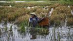 Terjang Banjir, Petani Rorotan Selamatkan Padi dari Sawah Terendam