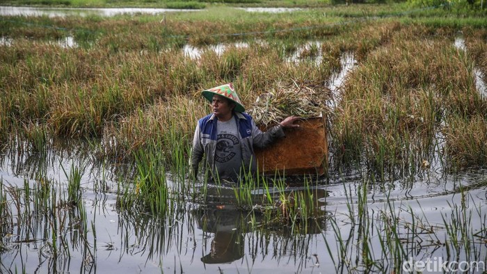 Sejumlah petani memotong padi di lahan sawah yang terendam banjir di kawasan Rorotan, Jakarta Utara, Selasa (20/1/2026). Di tengah genangan air yang masih setinggi betis hingga paha orang dewasa, para petani tetap berupaya menyelamatkan hasil panen yang tersisa dengan memanen padi lebih cepat dari waktu seharusnya.