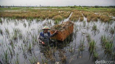 Terjang Banjir, Petani Rorotan Selamatkan Padi dari Sawah Terendam