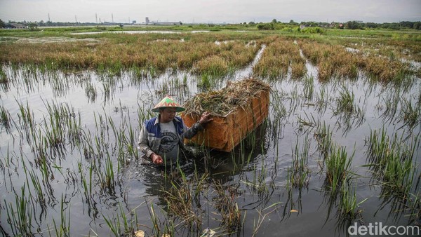 Terjang Banjir, Petani Rorotan Selamatkan Padi dari Sawah Terendam