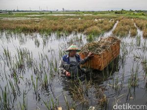 Terjang Banjir, Petani Rorotan Selamatkan Padi dari Sawah Terendam