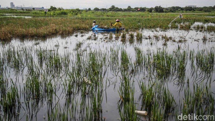 Sejumlah petani memotong padi di lahan sawah yang terendam banjir di kawasan Rorotan, Jakarta Utara, Selasa (20/1/2026). Di tengah genangan air yang masih setinggi betis hingga paha orang dewasa, para petani tetap berupaya menyelamatkan hasil panen yang tersisa dengan memanen padi lebih cepat dari waktu seharusnya.