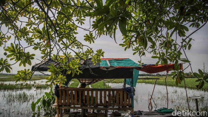 Sejumlah petani memotong padi di lahan sawah yang terendam banjir di kawasan Rorotan, Jakarta Utara, Selasa (20/1/2026). Di tengah genangan air yang masih setinggi betis hingga paha orang dewasa, para petani tetap berupaya menyelamatkan hasil panen yang tersisa dengan memanen padi lebih cepat dari waktu seharusnya.