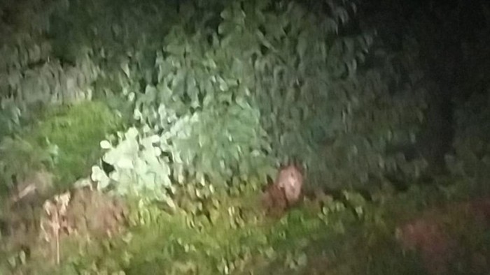 Harimau Muncul di Pelalawan, BBKSDA Riau Turunkan Tim Antisipasi Konflik