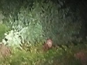 Harimau Muncul di Pelalawan, BBKSDA Riau Turunkan Tim Antisipasi Konflik