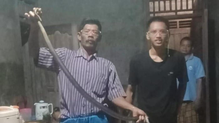 Ular kobra Jawa dievakuasi dari Desa Baran, Cawas, Klaten.