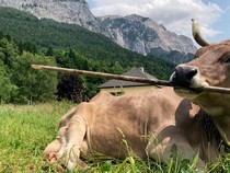 Bikin Kaget, Sapi Ini Bisa Garuk Badan Pakai Tongkat