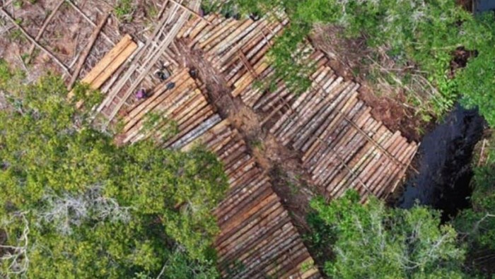 1.500 kayu ilegal ditemukan di Hutan Desa Ulak Medang, Ketapang, Kalbar.