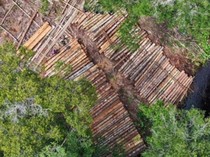 1.500 Batang Kayu Diduga Hasil Pembalakan Liar Ditemukan Lagi di Ketapang