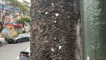 Tiang kayu ini dipenuhi ribuan staples bekas poster yang dipasang bertahun-tahun. Dari kejauhan terlihat biasa, dari dekat bikin ngeri. Foto: Boredpanda
