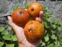 Apakah Buah Kecapi Bisa Dimakan? Ini Rasa, Manfaat, Cara Makan, dan Asalnya