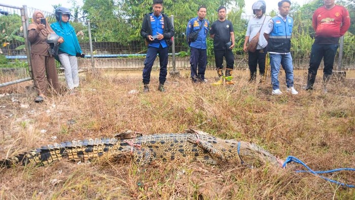 Buaya 2 meter ditangkap Satpol PP dan PMK di Tarakan buntut insiden emak-emak diterkam.