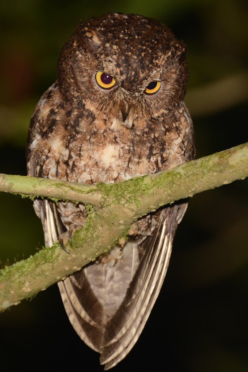 Burung hantu manguni. (Wikipedia/Ariefrahman)