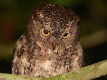 Burung Hantu Manguni Ditembak Mati di Belu NTT, Ini Ciri dan Habitatnya