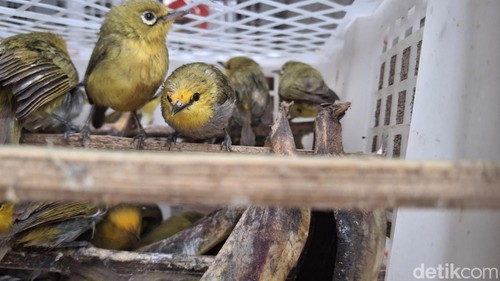 Burung kacamata, salah satu jenis burung yang dilindungi, sempat dicoba diselundupkan dari Sumbawa ke Bali. Rabu (21/1/2026).