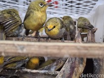 Penyelundupan 7.355 Burung di Pelabuhan Padangbai Terbongkar, 1 Sopir Kabur