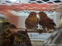 Ribuan Burung Ilegal Masuk Bali Digagalkan, Karantina Waspadai Flu Burung