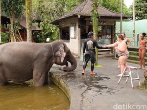 Akhirnya, Atraksi Gajah Tunggang di Bali Berhasil Dihentikan!