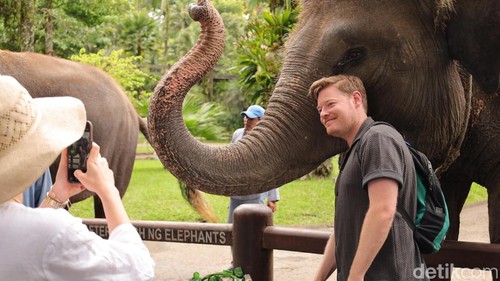 Gajah di Mason Elephant Park, Kecamatan Tegallalang, Kabupaten Gianyar, Rabu (21/1/2026). (Aryo Mahendro/detikBali).
