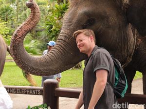 Kisruh Tunggang Gajah Mason Elephant Park Meski Sudah Kena SP