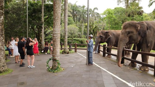 Gajah di Mason Elephant Park, Kecamatan Tegallalang, Kabupaten Gianyar, Rabu (21/1/2026). (Aryo Mahendro/detikBali).
