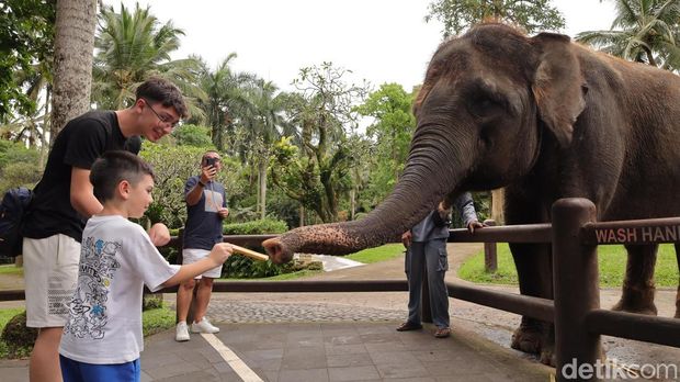 Gajah di Mason Elephant Park, Kecamatan Tegallalang, Kabupaten Gianyar, Rabu (21/1/2026). (Aryo Mahendro/detikBali).