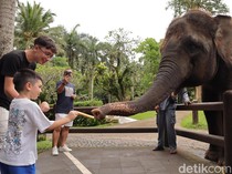 Atraksi Gajah Tunggang di Mason Elephant Park Bali Resmi Tutup