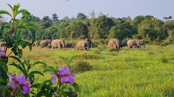 Gajah di Way Kambas
