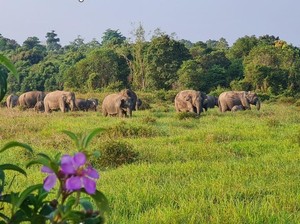 Terpopuler: Pagar Sepanjang 138 Km Segera Dibangun di Way Kambas