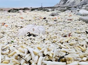 Aneh tapi Nyata, Lautan Kentang Goreng Muncul di Pantai Ini