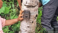 Kamera ini digunakan untuk memantau satwa yang meninggalkan jejak tersebut. Nantinya kamera ini bakal dipasang selama 2 pekan untuk pemantauan.