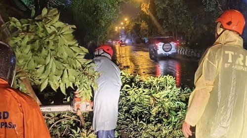 Petugas mengevakuasi pohon tumbang di Denpasar, Selasa (21/1/2026) malam.